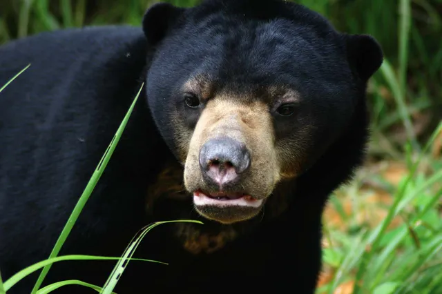 KWPLH BALIKPAPAN (Sun Bear Conservation)