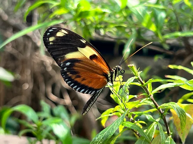 Berniece Grewcock Butterfly and Insect Pavilion