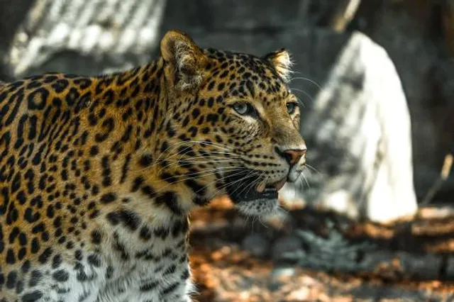 Ménagerie (Zoológico) del Jardín de las Plantas
