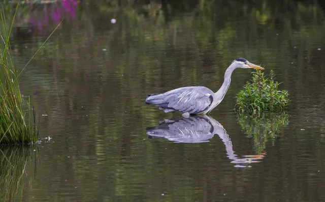 Adel Dam Nature Reserve