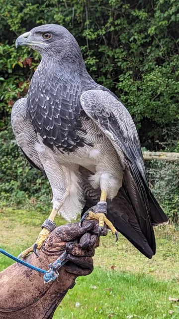 Hawksflight Falconry