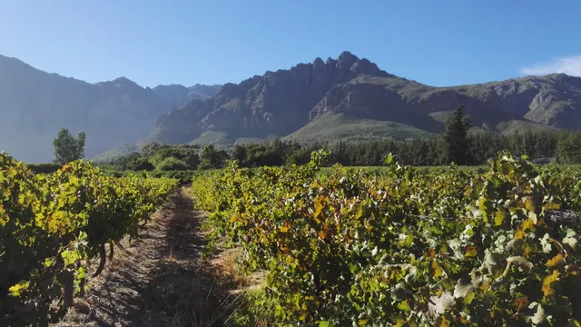 Mellasat Vineyards White Pinotage