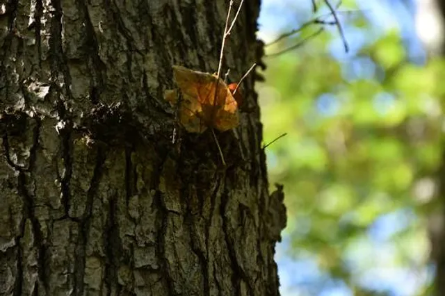 Tannersville Cranberry Bog Preserve