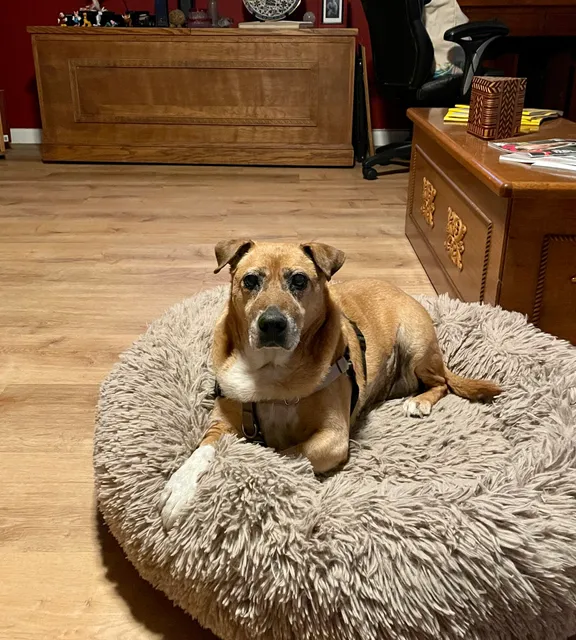 Stitch Veterinary Urgent Care and Surgery