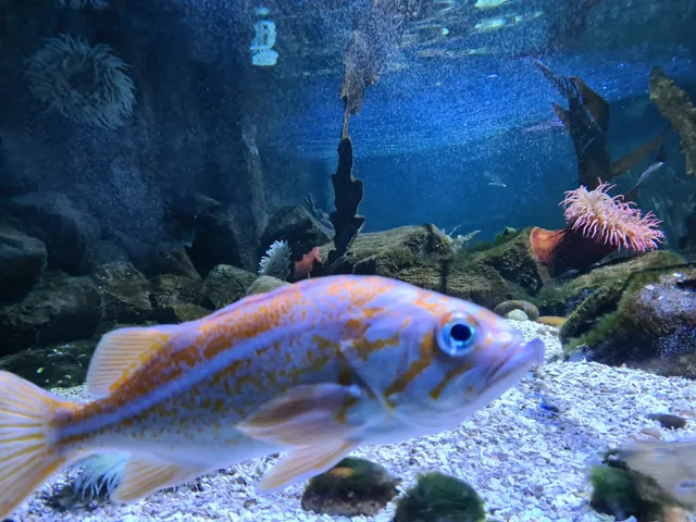 Zeehondenopvangcentrum SEA LIFE Blankenberge 🦭
