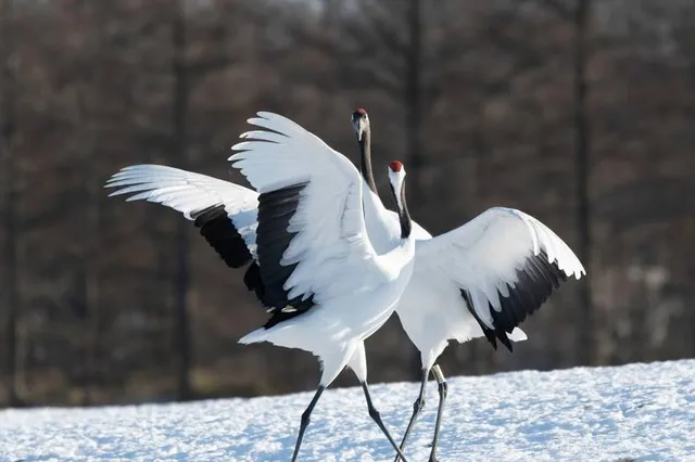Kushiro City Red-crowned Crane Natural Park