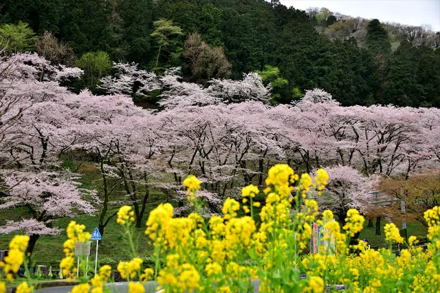 Tsukuiko-shiroyama Park Hana no Enchi