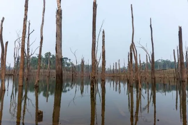Zatopiony las koło Czołpina