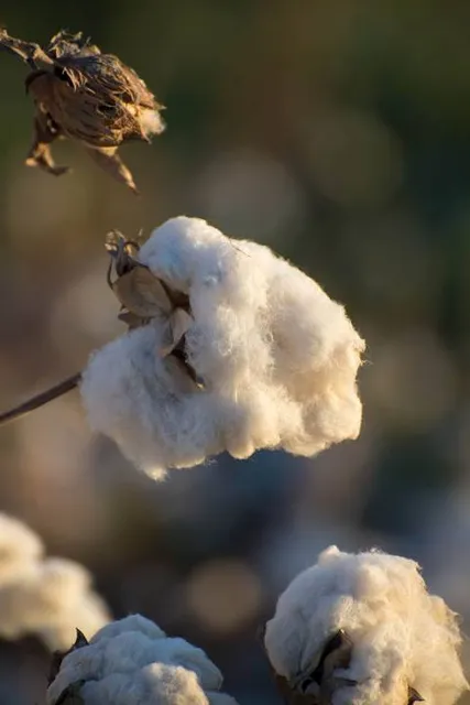 Prachinburi National Museum