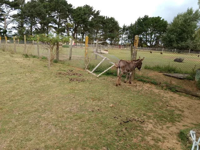 Animal Park Pommeraie