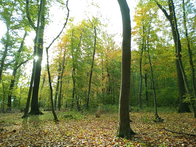 Samtgemeinde Oderwald