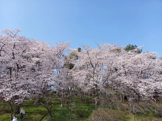 Ōizumi Ryokuchi Sakura Field