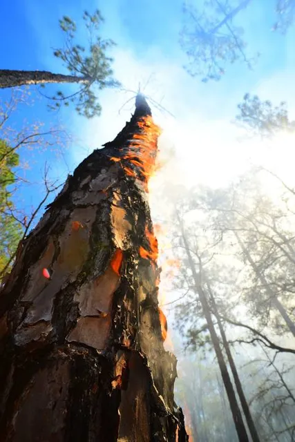 La Yeguada - Reserva Forestal