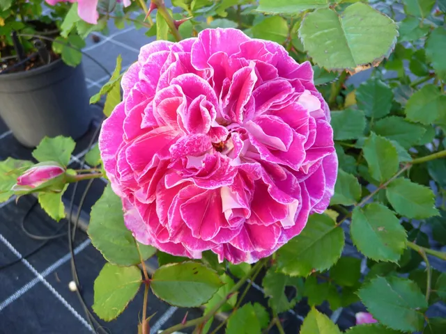 Parco I Fiori nel Cuore