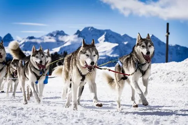 Husky Dream, Chiens de traineau