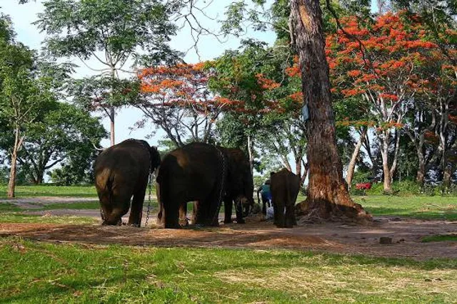 Dubare elephant camp