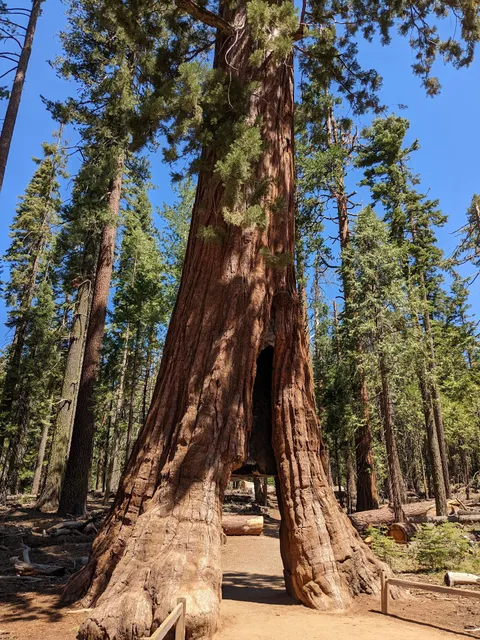 The Wawona Tree (Wawona Tunnel Tree)