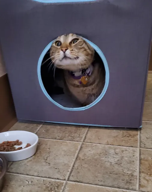 Meowhaus 1 Feline Boarding & Day Spa