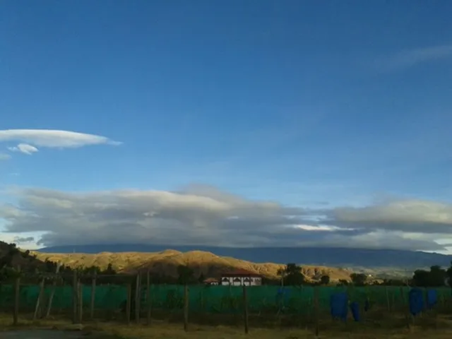 Viñedo Umaña Dajud