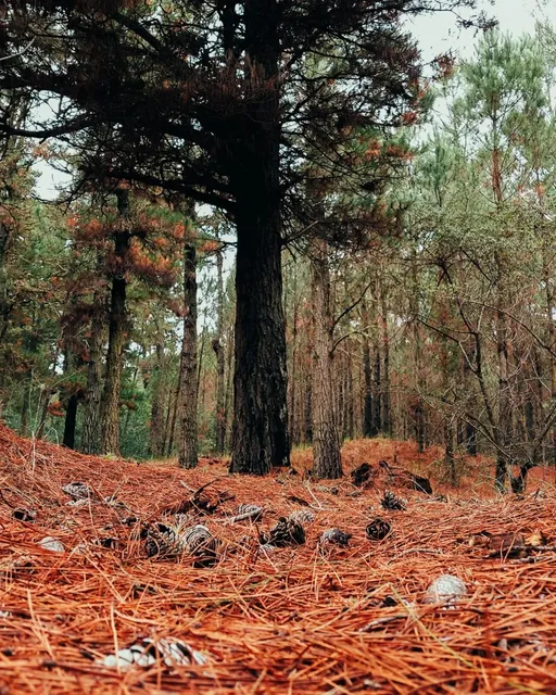 Bosque Pinamar