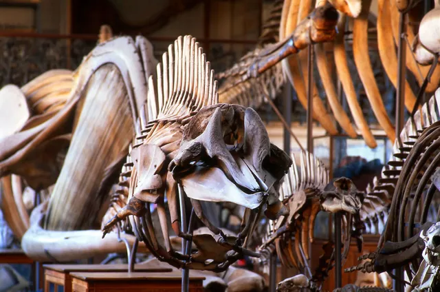 Galerie de Paléontologie et d’Anatomie comparée