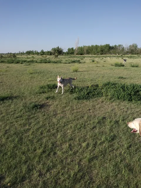 Cherry Creek Dog Park