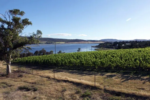 Derwent Estate Vineyard