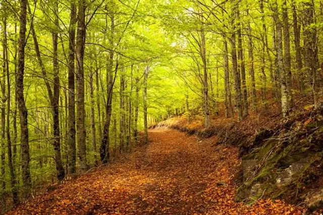 Faias de São Lourenço