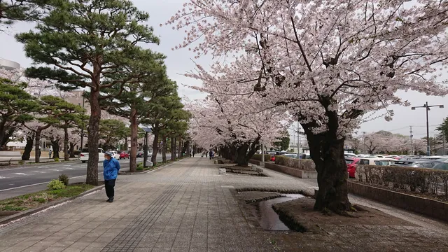 Towada City Government Office Street