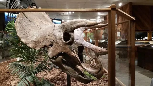 Brazosport Museum of Natural Science