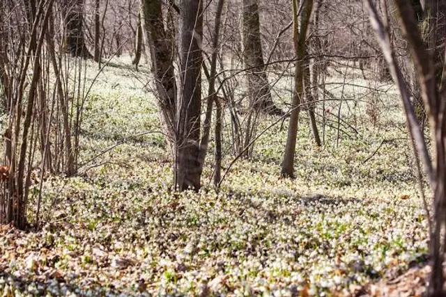 Kostelec nad Orlicí