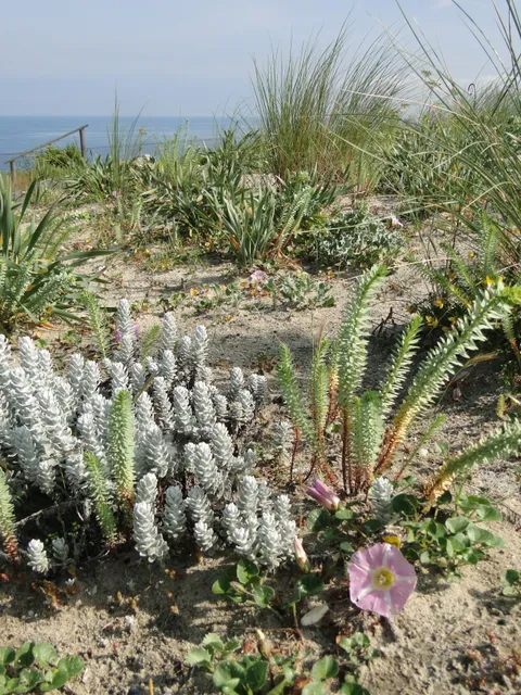 Saint Jean de Luz Botanical Garden