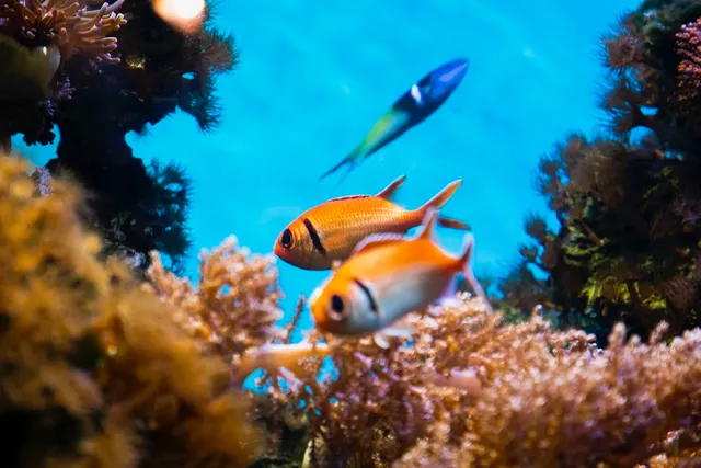 Särkänniemi Aquarium