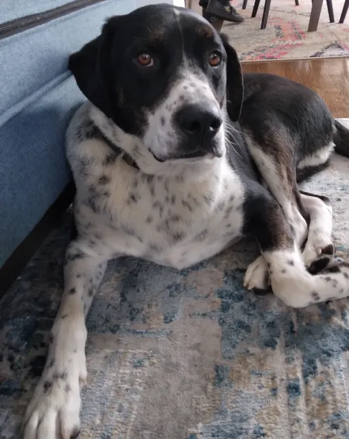 Regional Center for Animal Care & Protection