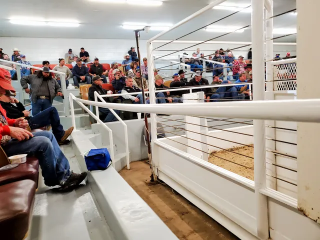 Treasure Valley Livestock