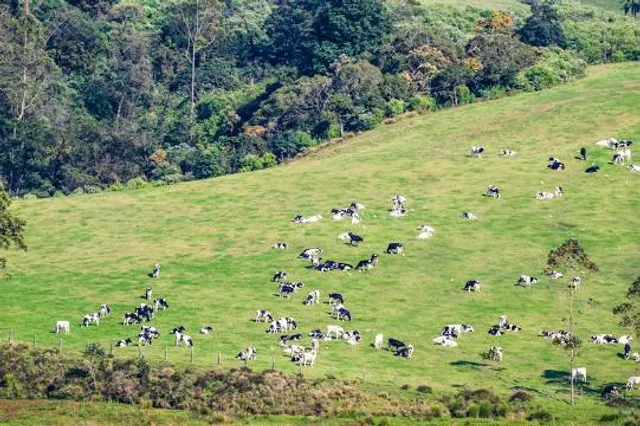 New Zealand Farm