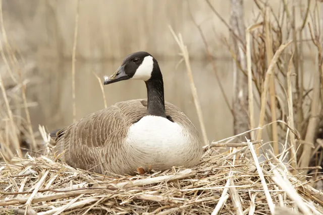 Parc Michel-Chartrand - Gardens' Sector