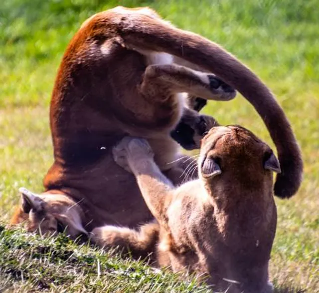 Discovery Wildlife Park & Campground