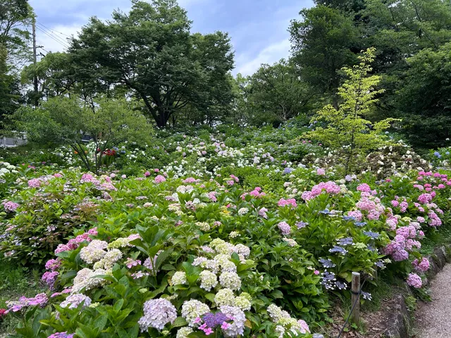 Chayagasaka Park Hydrangea Garden