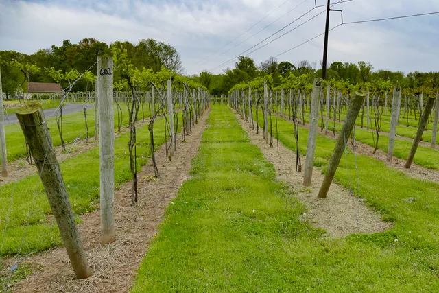 Rushland Ridge Vineyards & Winery