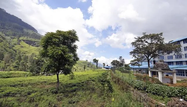 The Tea Factory & The Tea Museum