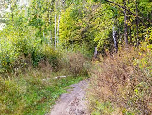 Little Cypress Creek Preserve