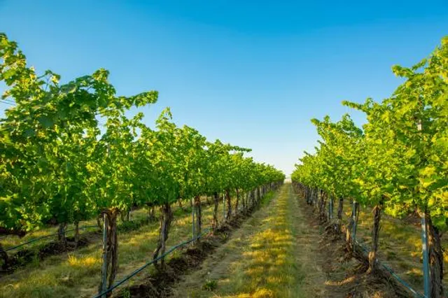 Woodinville Wine Country