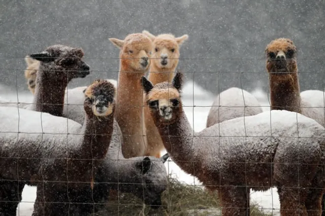 Smith Mountain Lake Farm Alpacas