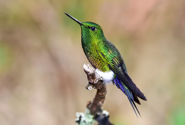 Hummingbirds Observatory