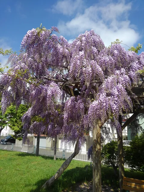 Wakakusa Central Park