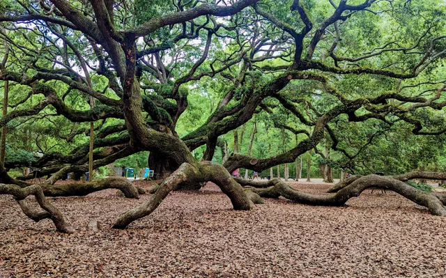 Angel Oak Tree