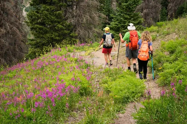 Yadoriki Japanese Allspice Garden