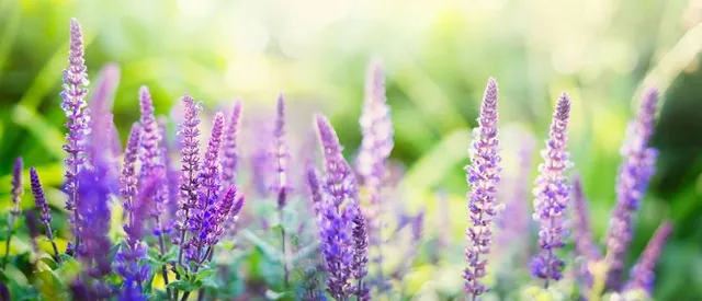 Wildlife park The Banished