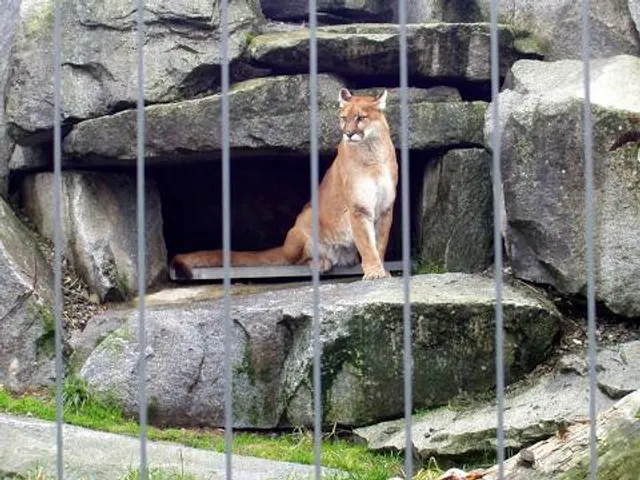 Cougar Mountain Zoo